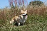 CORGI PEMBROKE 026